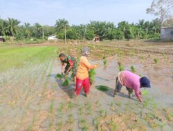 Wujudkan TNI Manunggal, Babinsa Sertu Ria Setiawan Bantu Petani Tanam Padi