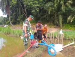 Curah Hujan Kurang Koptan Cinta Damai Gunakan Mesin Pompa Air, Untuk Mengairi Sawah