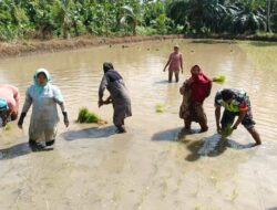 Manunggal TNI Dan Rakyat, Babinsa Koramil 04/BDH Bantu Petani Tanam Padi