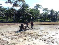 Gunakan Traktor Sertu Amran Babinsa Koramil 14/Rtp Terjun Langsung Bantu Petani Di Sawah