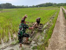 Babinsa Koramil 11/Brb Sertu Ria Setiawan Terjun ke Sawah Membantu Petani Mengolah Lahan