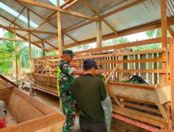 Pantau Perkembangan Ternak Warga Desa Binaan, Babinsa Bantu Beri Pakan