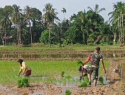 Wujud Kemanunggalan TNI-Rakyat Babinsa Birem Bayeun Bantu Petani Tanam Padi,