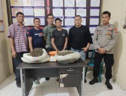 Polres Lhokseumawe Ungkap Kasus Ganja, Dua Tersangka Ditangkap dan Dua Lokasi Lahan Ganja di Musnahkan