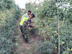 Sambangi Petani, Babinsa Berikan Motivasi Dan Semangat