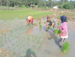 Percepatan Masa Tanam Babinsa 11/Brb Sertu Firmansyah Sinaga Bantu Petani Tanam Padi