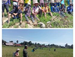 Penyemprotan Massal Hama Padi di Lueng Sa, Babinsa Koramil 21/Mdt Turun Langsung Dampingi Petani