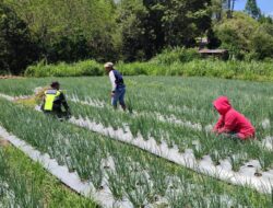 Tingkatkan Ketahanan Pangan, Babinsa Bantu Petani Merawat Tanaman Bawang