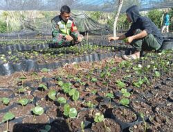 Dorong Pertumbuhan Ekonomi Melalui Pertanian dan Perkebunan, Babinsa Dampingi Pembibitan Tanaman Kopi