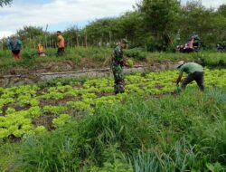 Tingkatkan Hanpangan Warga, Babinsa Terus Dampingi Masa Panen