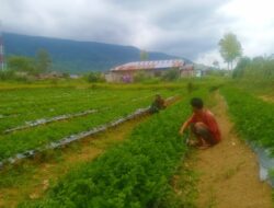 Babinsa Dampingi Petani Merawat Tanaman Saledri