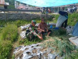 Wujud Ketahanan Pangan, Babinsa Dampingi Petani Memanen Bawang Merah