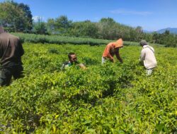 Wujud Kepedulian Babinsa Bantu Petani Panen Cabe