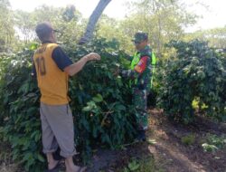 Babinsa Koramil 06 Bukit Membantu Warga Memberikan Motivasi dalam Kegiatan ketahanan Pangan di Kebun Kopi