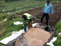 Wujud Kepedulian Babinsa Bantu Warga Binaan, Penaburan Pupuk Dasar Tanaman Cabai.