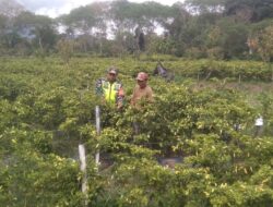 Babinsa Sambangi Petani Cabai, Berikan Motivasi Dan Dukungan