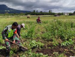 Babinsa Koramil 06/Bukit Bantu Warga Panen Kentang