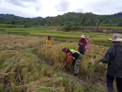 Serka Abdul Gani Koramil 08/Silih Nara Bantu Panen Padi Milik Warga