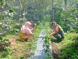 Dampingi Petani, Babinsa Koramil 06/Bukit Berharap Hasil Panen Yang Optimal