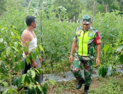 Pengabdian Babinsa Koramil 05/Permata, Dampingi Petani Merawat Tanaman