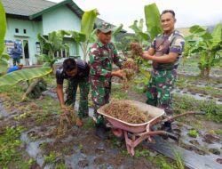 Manfaatkan Lahan Tidur, Personil 02/Wps Panen Bawang Merah