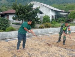 Pasca Panen Babinsa Koramil 06/Bukit Bantu Menjemur Kopi Di Desa Binaan