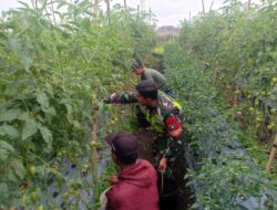 Tidak Hanya Kamtibmas, Babinsa Koramil 06/Bukit Juga Dampingi Petani