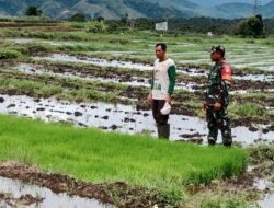 Pastikan Benih Padi Siap Tanam, Babinsa 03/TG Tinjau Lahan Persawahan”