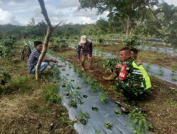 Komsos Bersama Petani, Sertu Oein Dorong Petani Manfaatkan Lahan Dengan Maksimal