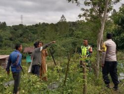 Peduli Ketahan Pangan, Dua Babin Tinjau Kebun Warga