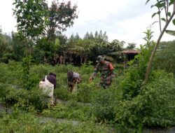 Demi Mensukseskan Ketahanan Pangan, Babinsa Koramil 08/ Silih Nara Bantu Petani Cabai