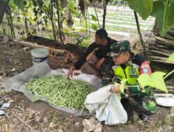 Babinsa Melaksanakan Pendampingan Petani Dalam Program Pemanenan Perdana Buncis Kampung Burni Bius
