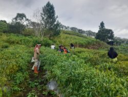 Babinsa Melaksanakan Pendampingan petani Dalam Program Pemanenan cabai Merah Kampung Mulia Jadi