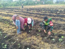 Babinsa Koramil 06/Bukit Bantu Warga Tingkatkan Ketahanan Pangan Dengan Menanam Sayur