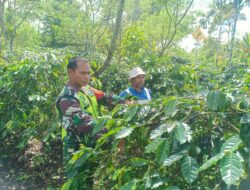 Babinsa Bersama Masyarakat Dalam Kegiatan Swasembada Pangan di Desa Sanehen.