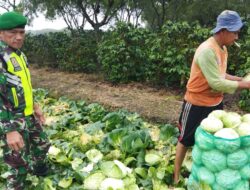 Kehadiran Babinsa, Semangati Petani Wujudkan Swasembada Pangan