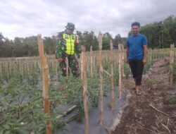 Berikan Motivasi Babinsa 03/TG Berinteraksi dengan Petani Cabai