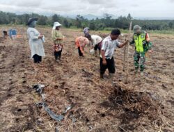 Dampingi Tanam Jagung, Babinsa Berharap Terwujudnya Swasembada Pangan