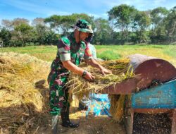 Dukung Ketahan Pangan, Babinsa 03/TG Bantu Petani Panen Padi