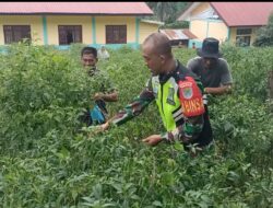 Babinsa Koramil 08/Silih Nara Bersama Masyarakat Memanen Cabai di Desa Atu Singkih