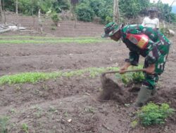 Babinsa 03/TG Dukung Budidayakan Sayur Mayur Di Desa Bumi Ayu