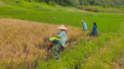 Babinsa Koramil 08/.Silih Nara Kodim 0106/ Aceh Tengah,Panen Padi Bersama Masyarakat Desa Alur Petik