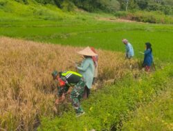 Babinsa Koramil 08/.Silih Nara Kodim 0106/ Aceh Tengah,Panen Padi Bersama Masyarakat Desa Alur Petik