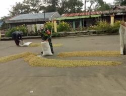 Wujud Kepedulian Babinsa Bantu Warga Binaan Penjemuran Gabah Kopi Jenis Arabika.