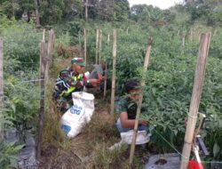 Petani Ceria, Babinsa Bantu Petani Panen Cabe Merah