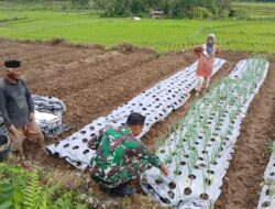 Optimalkan Pertumbuhan Tanaman Bawang Milik Petani,Babinsa Bantu Langsung Perawatan Rutin.
