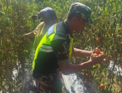 Sebagai Wujud Kepedulian, Babinsa Bantu Petani MemanenTanaman Tomat