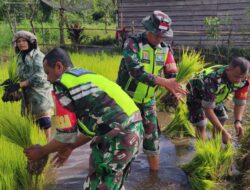 Wujudkan Swasembada Pangan, Anggota Koramil 06/Bukit Terjun Ke Sawah Bersama Petani