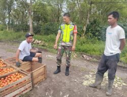 Komsos Bersama Petani, Upaya Babinsa Meningkatkan Hasil Panen