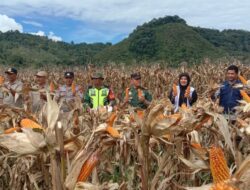 Babinsa Mendampingi Panen Jagung Bersama Muspika di Desa Rutih Kecamatan Silih Nara